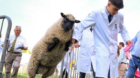 A sheep is jumping as it is led through a gate by a man wearing a white robe. 