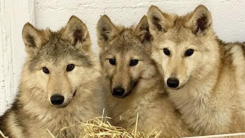Three wolf-dog puppies with similar features - they are cream- and brown-coloured with pointy ears and a long nose