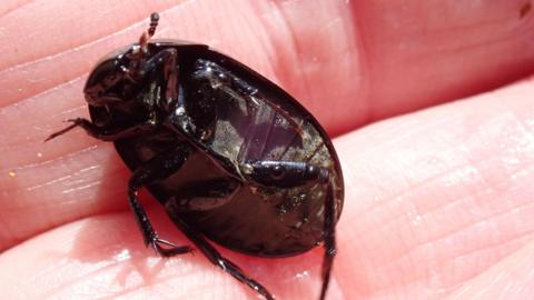 Lesser silver diving beetle in a hand