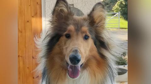 German Shepherd dog staring through a window  