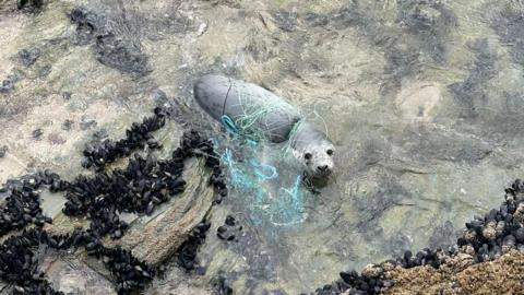The young grey seal has a mass of thick blue and thin green fishing net wrapped around its neck and upper part of its body. The net is wrapped so tightly around its neck it is cutting in to it. The seal is in shallow water next to a rock covered in mussels. It is looking at the camera.