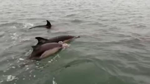 Dolphins