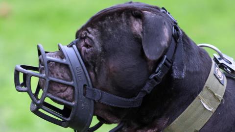 Black dog wearing a muzzle. The dog is side on. It has a green collar and short ears. It has a sad expression on its face.