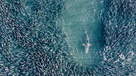 Shark swimming in a school of fish