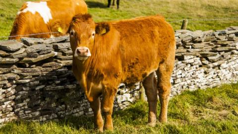 Cows in Ireland - stock image