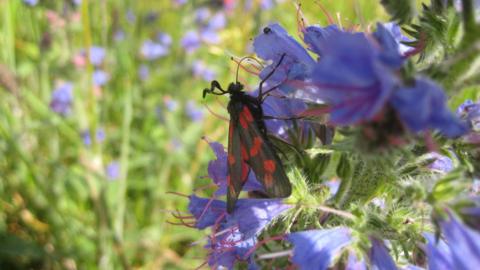 A butterfly sitting on a purple flower.