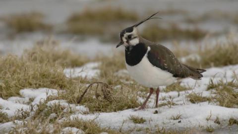 A lapwing standing on grass with snow patches. It has a white breast, black throat and distinctive black crest on its head. Its wings are a dark brown colour with hints of purple and white flecks.