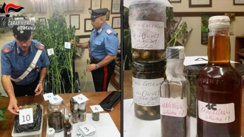 Police found two large cannabis plants and Indian hemp at Carmelo Chiaramonte's home