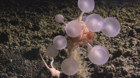 The death-ball sponge has glowing white orbs at the end of long appendages. Its main body is orange and covered in small hooks. The sponge is on a sandy seabed.