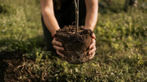 A young woman plants a tree.