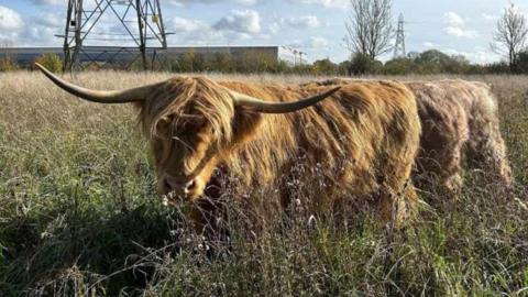 Two shaggy haired, long horned cattle in a meadow, with a pylon and a warehouse nearby