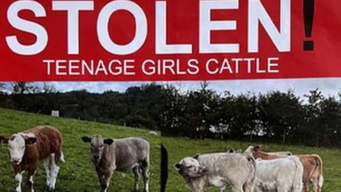 social media appeal for stolen calves