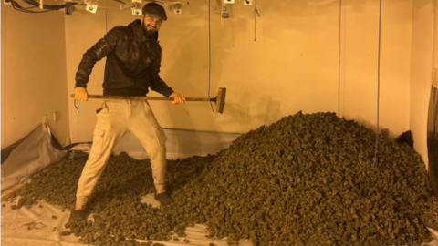 Man stands beside huge pile of cannabis smiling and carrying a broom.