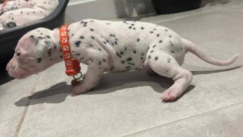 A three-week-old Dalmatian puppy, facing side on, with its head to the left, wearing an orange colour. It has white fur and black spots. 