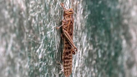 A locust sits on a shade of a house in Delhi, India, 27 June 2020