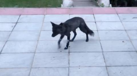 Black fox in London garden