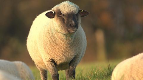 A sheep is standing in a field. It has light-coloured fleece and a black face and ears.