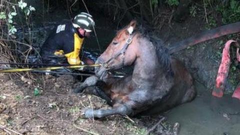 Max the horse in the ditch