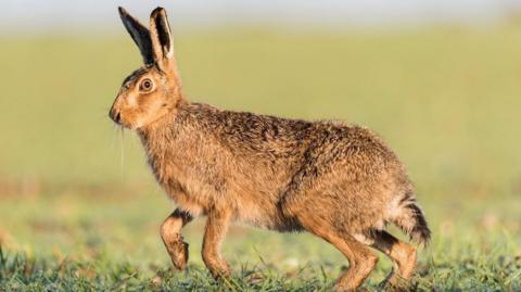 An alert brown hare looking with a piercing eye into the camera, with its ears pricked up and a front paw in the air. The large field behind is blurred.