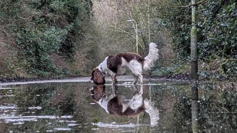 A brown and white spaniel dog is standing side on in a huge puddle on a path. It is looking down into the water as if sniffing the surface and has its long haired tail standing upwards. The entirety of the dog's body is captured in a clear reflection in the water. The pathway is surrounded by browning trees and overgrown bushes. There is the lower part of a lamppost on the right which is also being reflected.