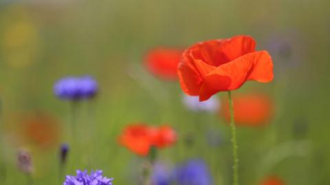 A close up image of a red field poppy. the background is blurred but there is green grass and some other tall purple wildflowers behind it