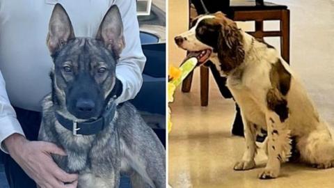 Rip and Boomer are two dogs in a side by side photo
