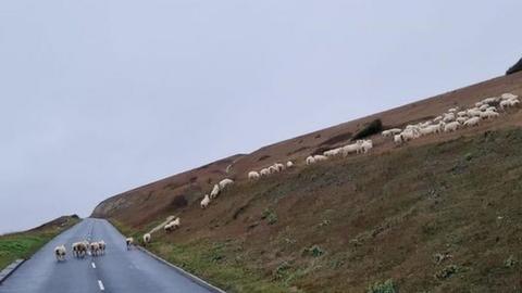 Sheep at Freshwater Bay