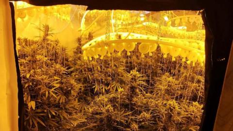 Cannabis plants under an artificial light