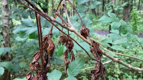 Ash Dieback on tree