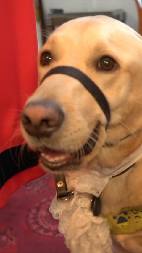 Close-up of a light-colored dog’s face indoors, wearing a black head halter around the muzzle and a collar with a tag and lace bow accessory. The dog’s nose and eyes are prominent in the foreground, while a red object appears blurred along the left side and a softly lit interior background is visible behind.