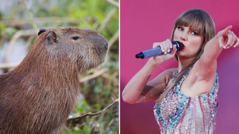 Split - left a capybara, right Taylor Swift singing