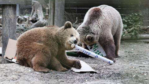 Two bears play with cardboard and paper with trees seen in the background 