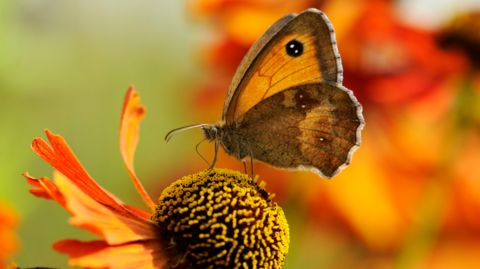 A gatekeeper feeding from a yellow echinacea flower head which has a few remaining orange petals. The butterfly has orange wings edged in brown that have a black spot within which are two tiny white spots. Its proboscis is feeding from one of the tiny stamen within the flower head.