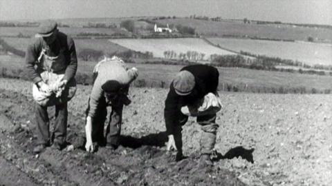 Farmers picking potatoes on the Isle of Arran.