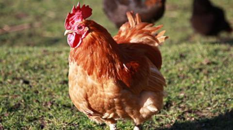 A chicken with light brown feathers