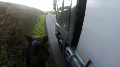 Lorry driving too close to horse