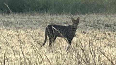 A large cat with spots and pointy ears can be seen in a field on a warm summer's day.
