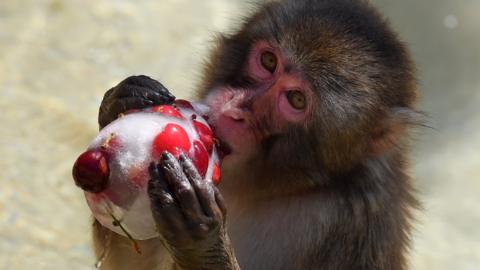 A monkey eats iced cherries to cool off at the Rome zoo