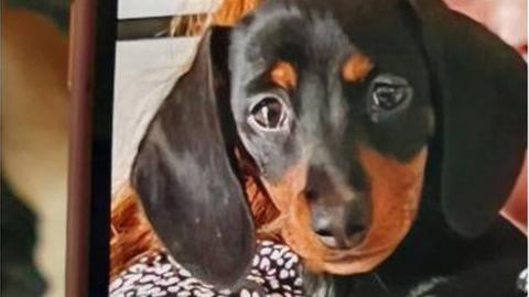 Dotty the Dachshund puppy