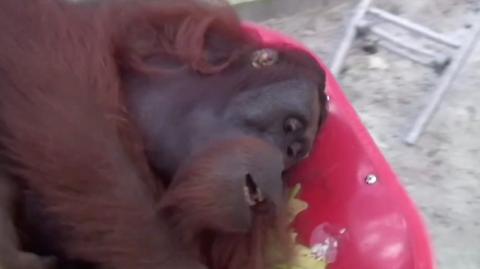 An Indonesian rehabilitation centre in Borneo has released 10 orangutans into the wild.