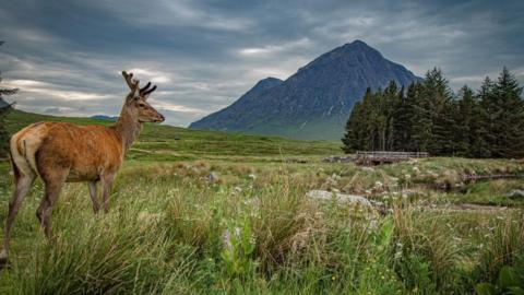 Red deer stag in Gkencoe