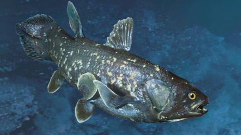 A stuffed fish, which looks lifelike, against a marine background.