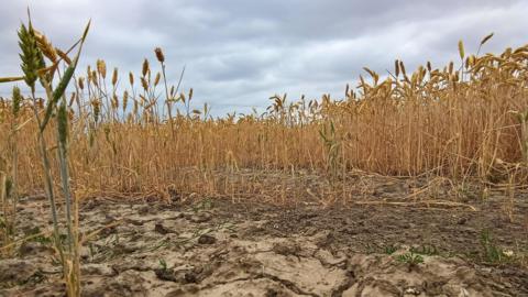 Cracked earth and a dry field of wheat against a blue sky
