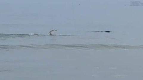 Elizabeth Mills arm visible above the water and the top of a seal just seen on the surface.