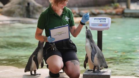 Penguin keeper, Jess Ray weights Humboldt penguins during the annual weigh-in