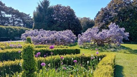 Two large but short trees with purple flowers in the middle of a grass garden, with various other green hedges and purple flowers in the foreground. In the background are large, tall trees. The sky is clear and blue.
