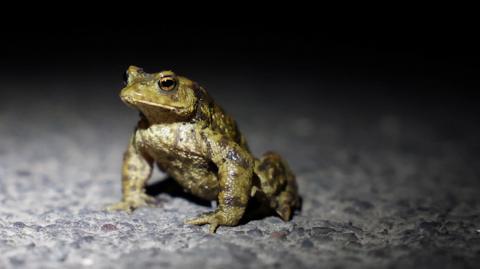 A common toad is shown sitting on a road illuminated by torchlight 