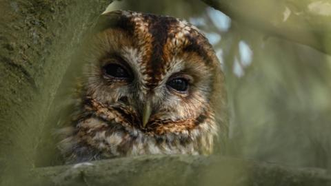 An owl in a tree.