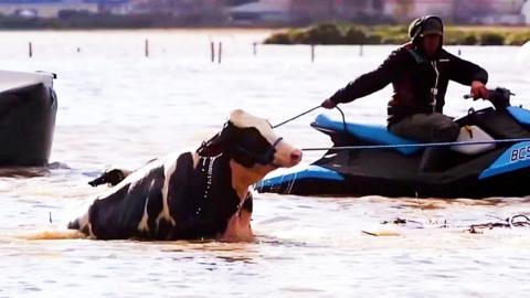 Cow rescued by man on jet ski