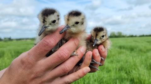 Three baby birds with long beaks being held up